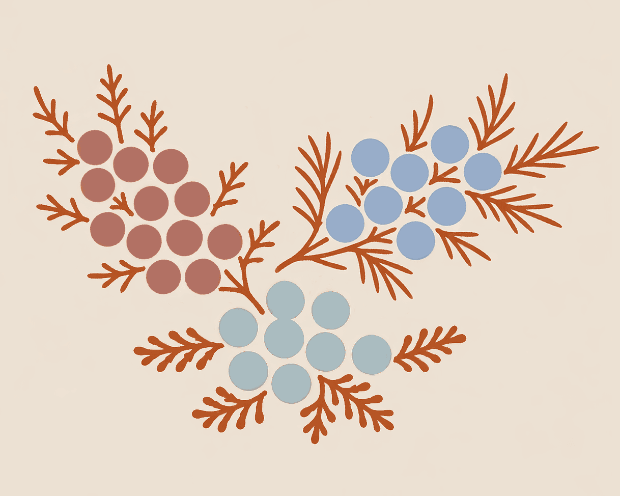 Alligator Juniper