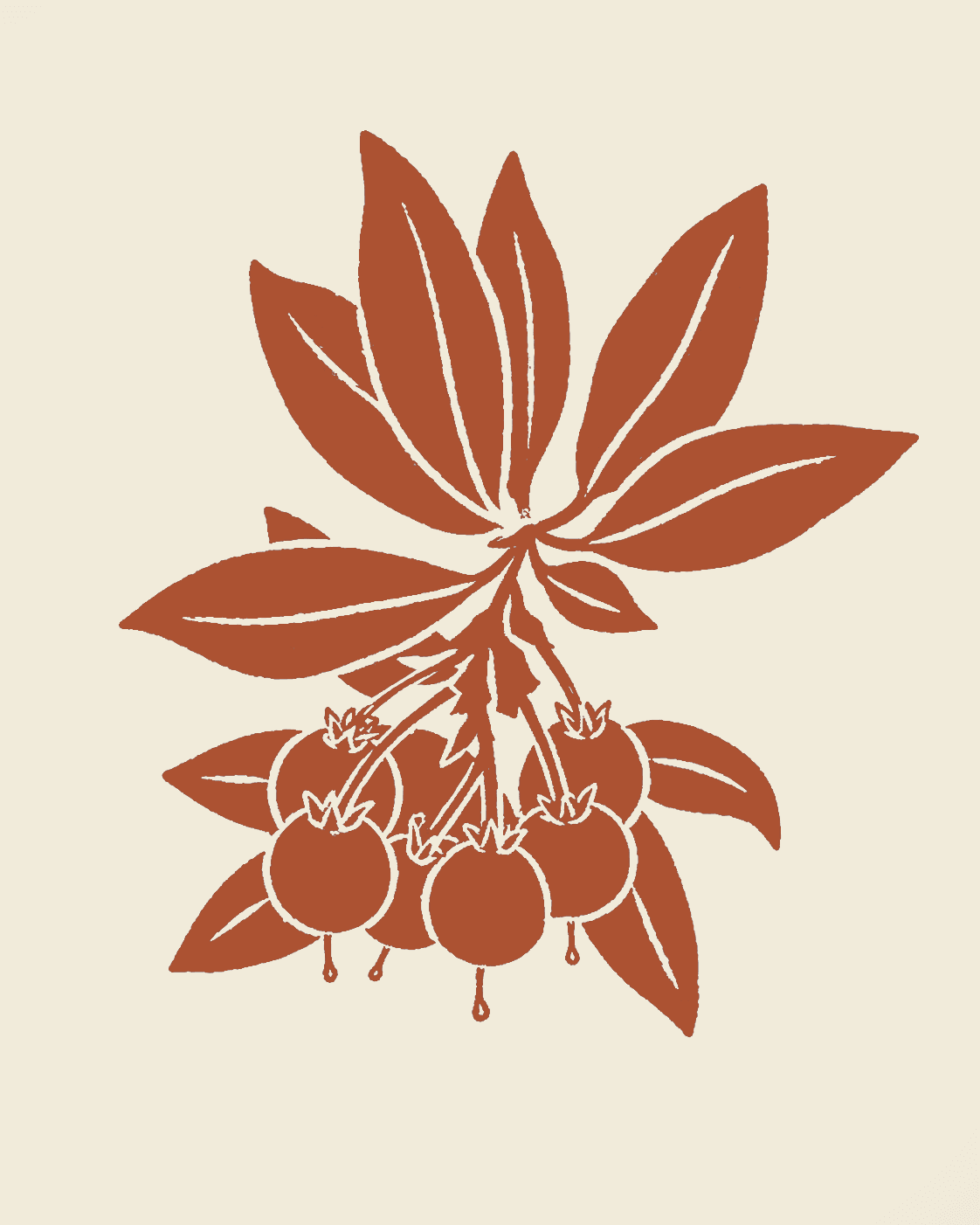 Manzanita