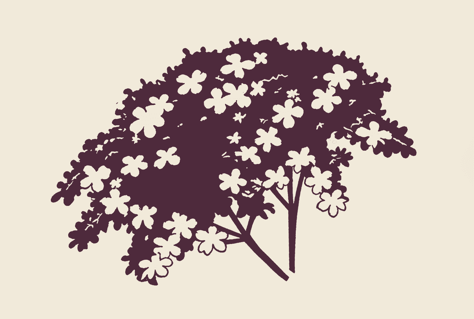 Western Elderflower